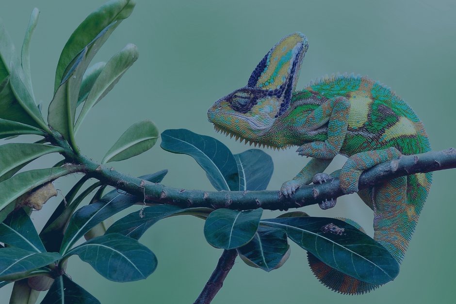 application-management-services Ein Chamäleon sitzt auf einem Ast als Sinnbild für Individualität und Anpassungsfähigkeit